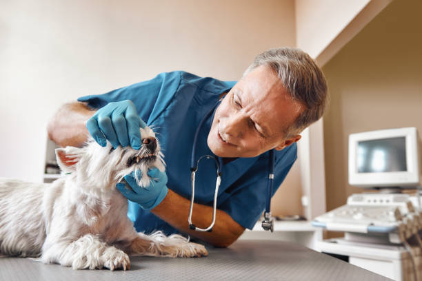 Best Emergency Root Canal Treatment in Northwest Ithaca, NY